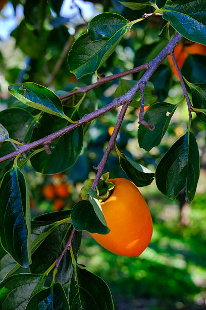 istock Vertical Close-up of Dae-Bong Persimmon (Korean Persimmon) on Tree, South Korea 2245562438
