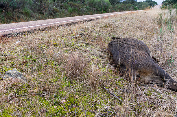 istock Road Accident with Wildlife. Dead Boar in the Ditch. 2245562764