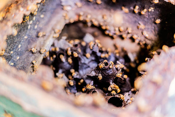 Close-up of bees inside their hive nest