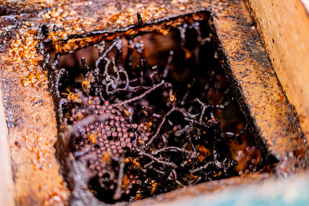 Close-up of bees inside their hive nest