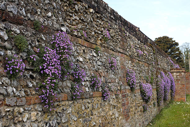 istock Aubrieta cultorum 'Cascade Purple' 2245563745