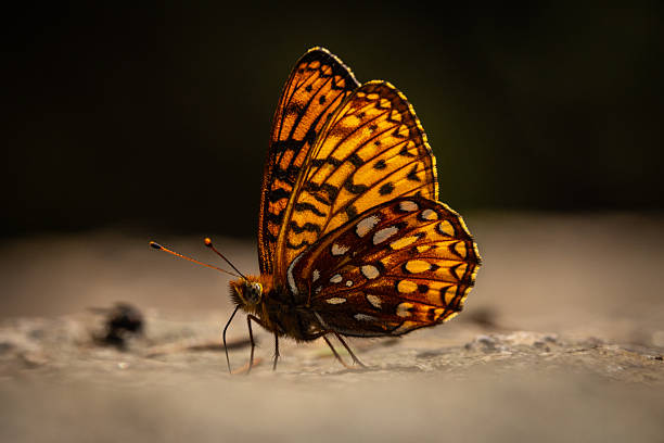 Beautiful Orange and Gold Butterfly Standing on a Rock. Up Close Image. Dark Background