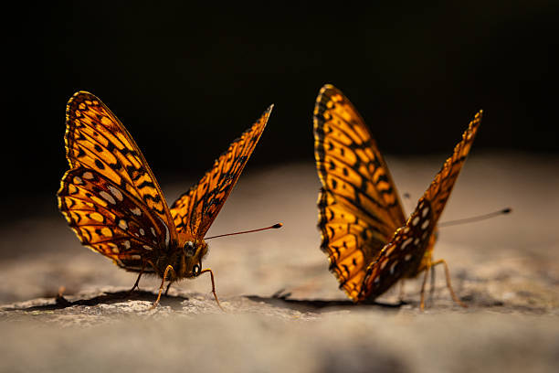 Two Beautiful Orange and Gold Butterflies Standing Together on a Rock. Up Close Image. Dark Background