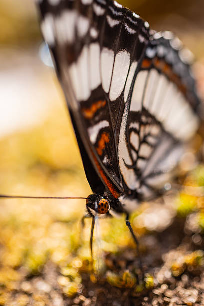 istock Close Up Multicolored Butterfly Standing on Mossy Rock, Close Up Macrophotography 2245564767