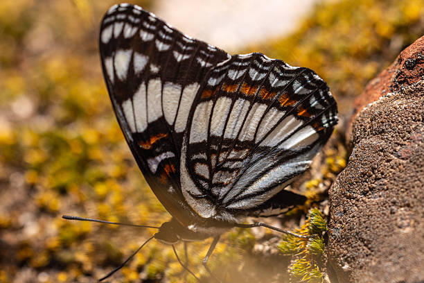 Beautiful, Small Butterfly. Black, Blue, Orange and White Wings. Focus on Foreground. Up Close Photo