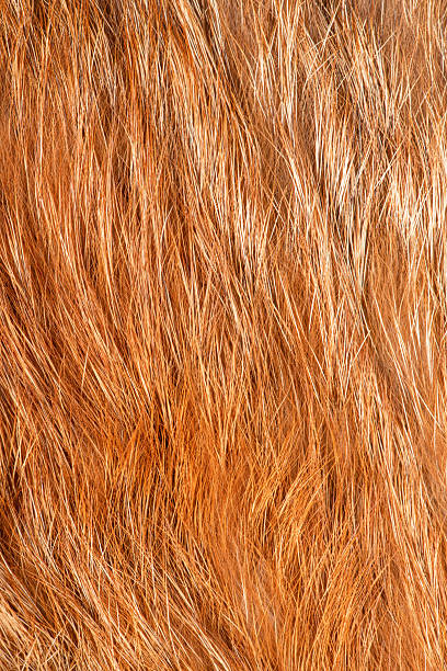 istock Natural fox fur macro photo as a background. 2245564924