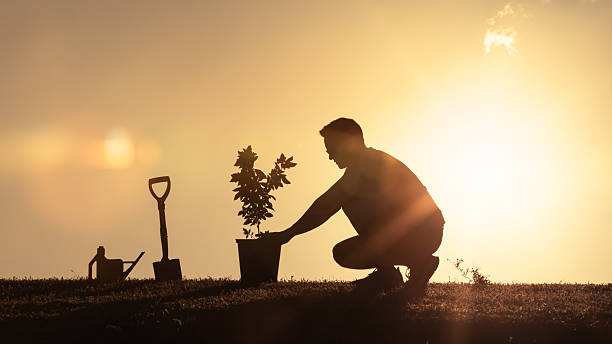 istock Man Planting a Tree at Sunset – Environmental Care and Sustainability 2245567596