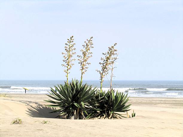 Japan. A small desert on the seashore.