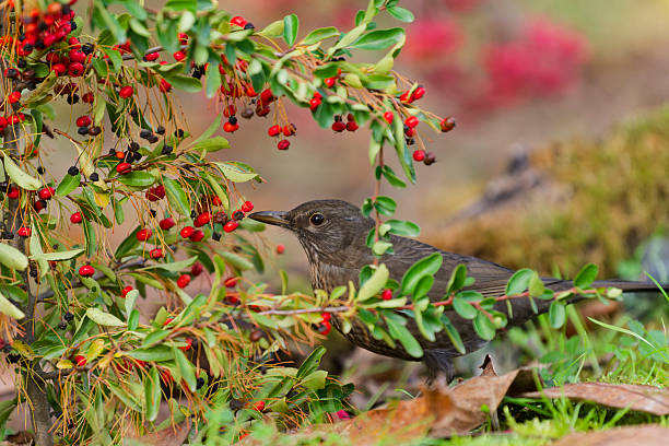female blackbird among pyracantha berries