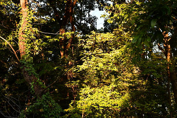 Sunrise in the forest.