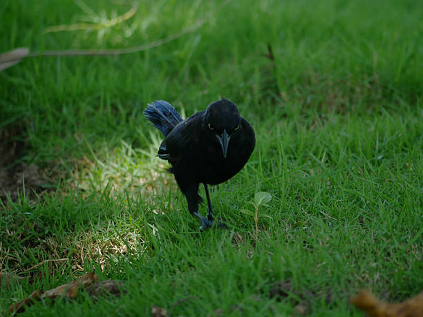 Wildlife nature photography.