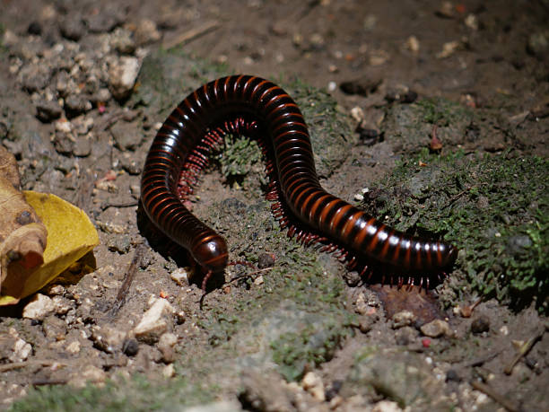 istock aphistogoniulus milliped observed on the ground in a tropical forest searching for foot 2245568762
