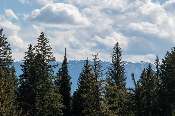 istock Coniferous pine trees stand tall against a backdrop of fluffy white clouds in a clear blue sky. 2245571136