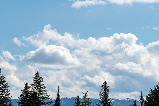 istock Coniferous pine trees stand tall against a backdrop of fluffy white clouds in a clear blue sky. 2245571139
