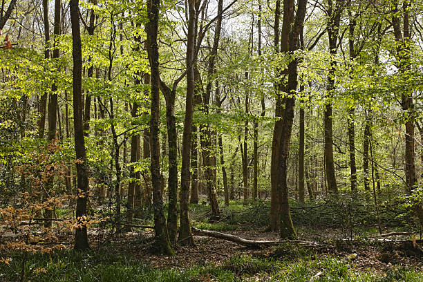 istock Penn Wood in Buckinghamshire in Springtime 2245571267