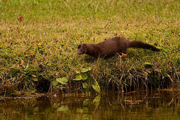 istock Cute little Mink walking outside its burrow 2245572269