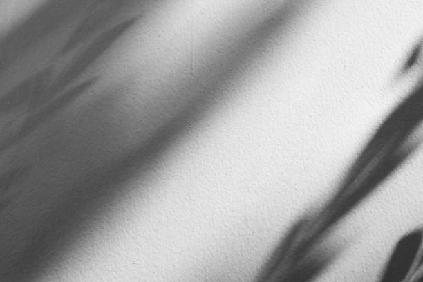 istock Abstract natural tree branch leaves shadow on white wall background 2245574182