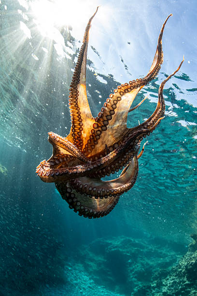 istock Octopus seen in the Adriatic Sea 2245575934