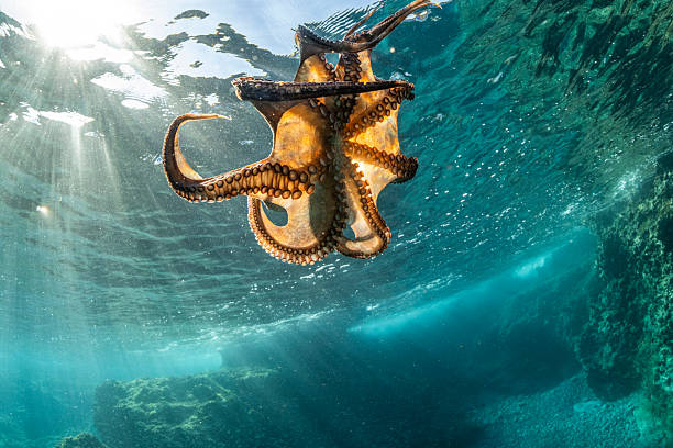 A stunning scene of an octopus gliding through the Adriatic Sea as a professional scuba diver and underwater photographer captures the perfect moment.