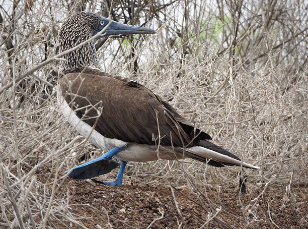 Featuring one of the Galápagos’ most iconic birds strolling gracefully across the dry, sunlit terrain, this image captures the charm and character of the blue-footed booby in its natural habitat. The contrast between the bird’s vivid blue feet and the warm, earthy tones of the landscape creates a composition that is both striking and serene.