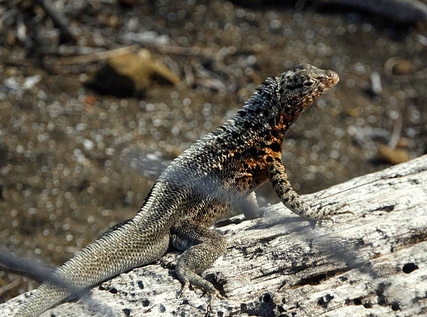 istock Lizard resting on a weathered log in a dry environment 2245577283