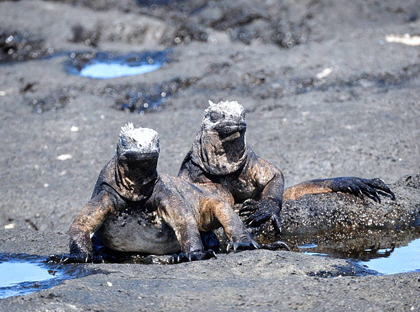 istock Two Marine Iguanas Resting on Volcanic Rock 2245577294