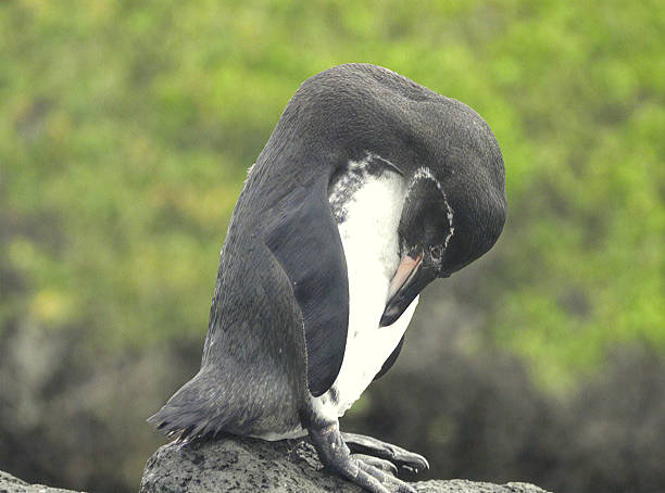 Captured in its natural habitat, the photograph showcases a penguin carefully grooming itself atop rugged volcanic terrain, with the sparkling ocean in the background. The image highlights the penguin’s sleek black-and-white plumage, the texture of the volcanic rock, and the serene coastal environment — a perfect blend of wildlife elegance and natural beauty.