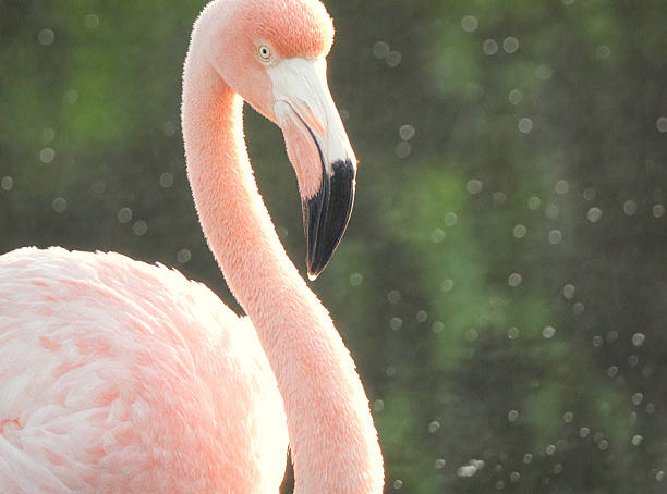 The image captures a graceful flamingo in sharp focus against a dreamy, softly blurred background, highlighting its vivid pink plumage, delicate curves, and poised stance. The bokeh effect adds a sophisticated touch, creating a serene and timeless composition that draws attention to the flamingo’s natural beauty.