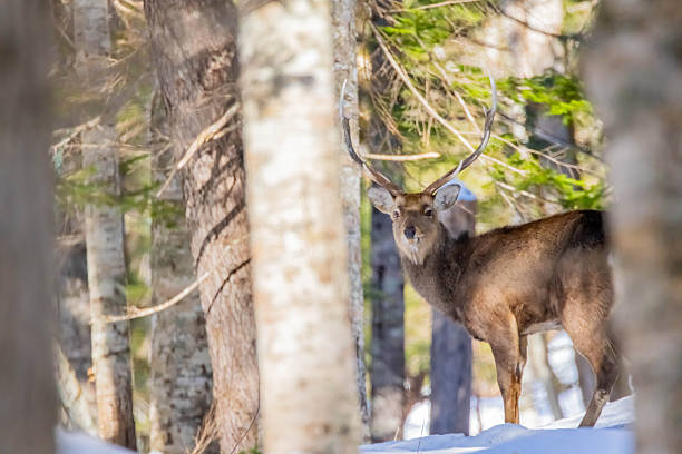 istock Ezo deer in the forest with snow 2245579401