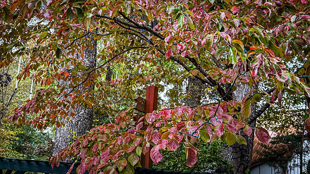Fall leaves color trees in Kentucky