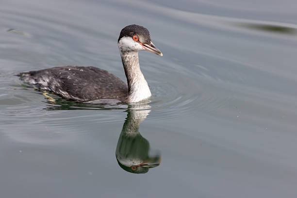 Horned Grebe swimming in sea water