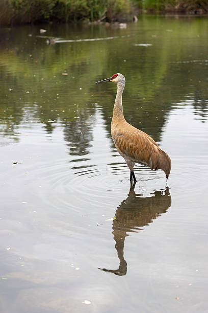 istock sandhill crane in the water, Burnaby, British Columbia 2245582737