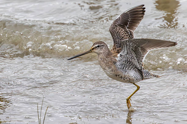 istock Long-Billed Dowitcher Bird seeking food in a lake 2245582749