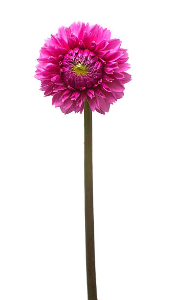 istock Flower dahlia isolated on white background. Flat lay, top view 2245582906