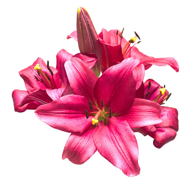 istock Beautiful pink lily flower isolated on white background 2245583838
