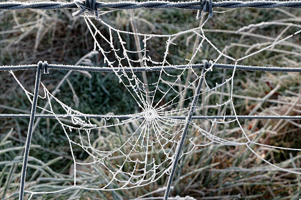 A heavy frost has covered a spider's web in frost along with the wire it is hanging from