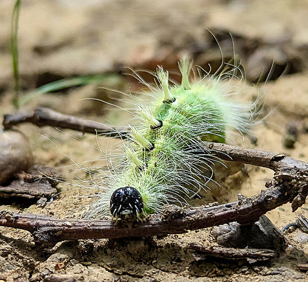 A closeup photo of a Tussock Caterpillar crawling on the ground. Caterpillar is a hairy yellow insect with a greenish color body and a black head with clumps of thick yellow hairs sticking out of its back.