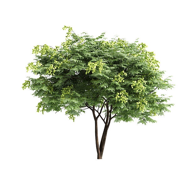 istock Koelreuteria paniculata trees 3d illustration on white background 2245584143