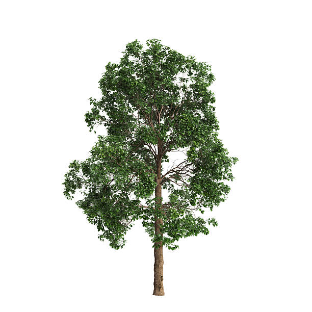 istock Cinnamomum porrectum trees 3d illustration on white background 2245584185