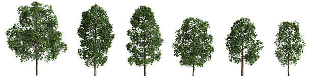 istock Multiple Cinnamomum porrectum trees 3d illustration on white background 2245584252