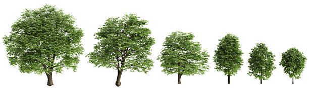 istock Multiple Tilia x europaea trees 3d illustration on white background 2245584268