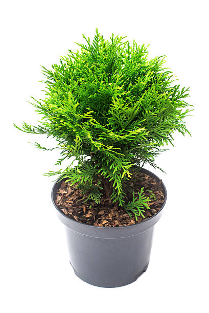 istock Thuja occidentalis danica isolated on white background. Coniferous trees 2245584620