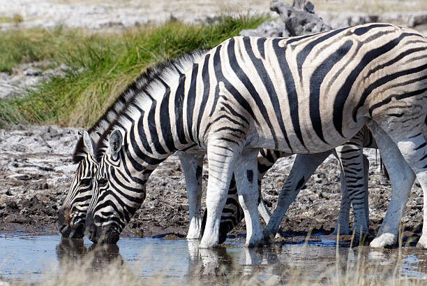 A herd of zebra in the waterhole taking a simultaneous drink and refreshing bath