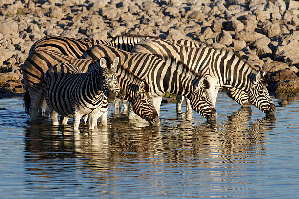 istock Zebras in a line drinking at a water hole 2245584680