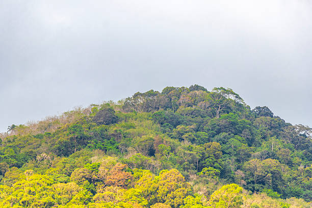 Tropical mountain with jungle forest trees plants clouds and blue sky in Patong Beach Kathu District Phuket Island Province Southern Thailand in Southeast Asia.