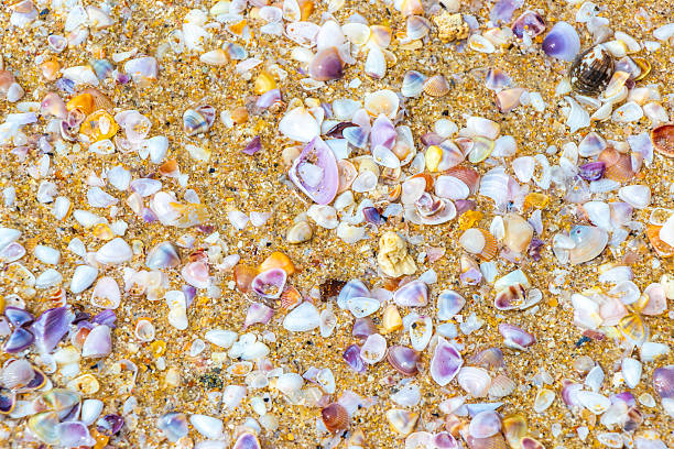 Beach sand with pebbles colorful shells and water texture pattern in Patong Beach Kathu District Phuket Island Province Southern Thailand in Southeast Asia.