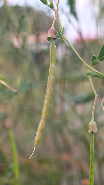 Pods from the sesbania grandiflora.