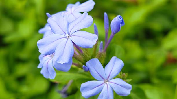 istock Purple Cape Leadwort or Blue Plumbago Flower. 2245588880