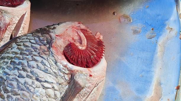 Fish gills in the fish's mouth.
