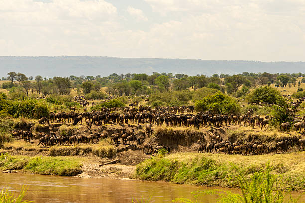 istock A massive herd of blue wildebeest (Connochaetes taurinus) gathering on a steep riverbank during the Great Migration in Serengeti National Park 2245588923